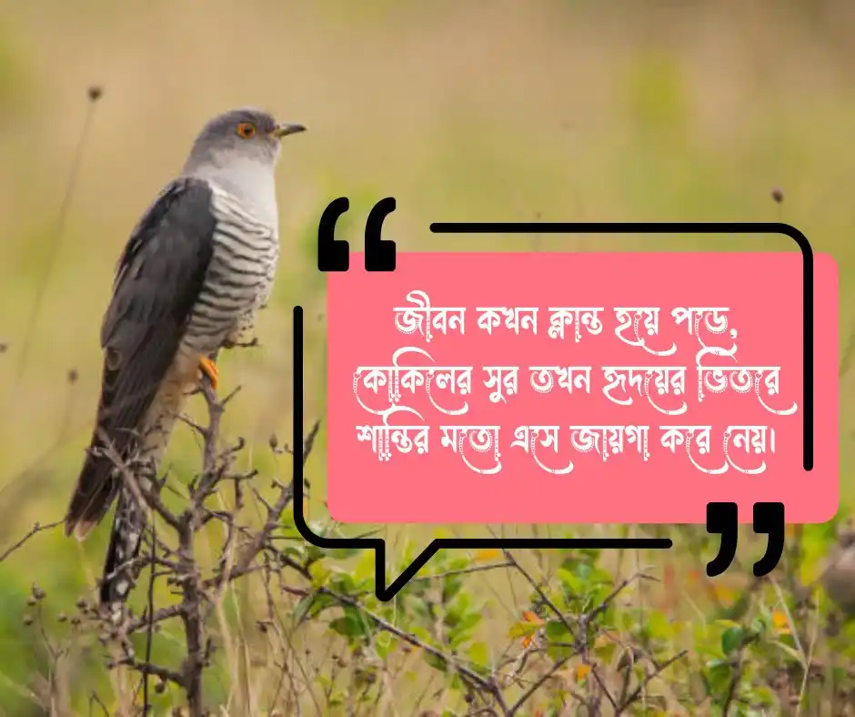 কোকিল নিয়ে ক্যাপশন - স্ট্যাটাস