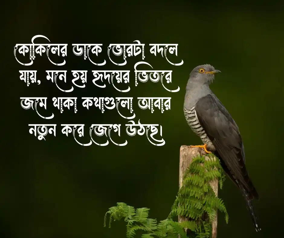 কোকিল নিয়ে ক্যাপশন
