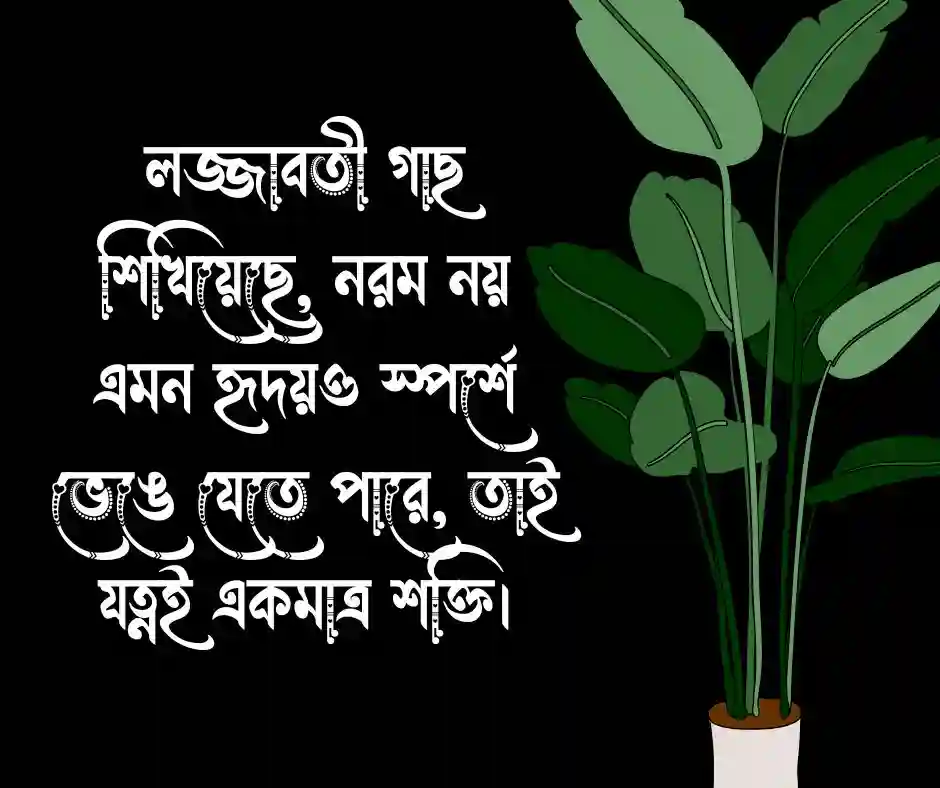 লজ্জাবতী গাছ নিয়ে ক্যাপশন (1)