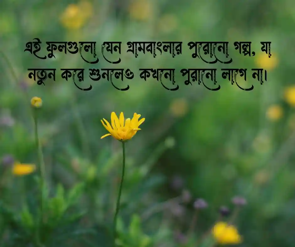 সরিষা ফুল নিয়ে ক্যাপশন  সরিষা ফুলের ক্যাপশন