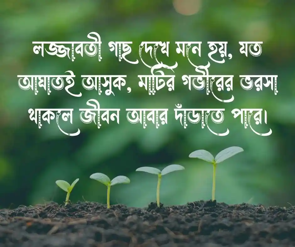 লজ্জাবতী গাছ নিয়ে উক্তি