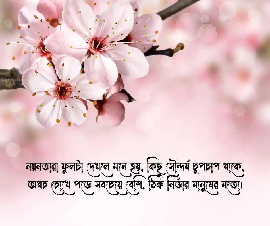 নয়নতারা ফুল নিয়ে ক্যাপশন