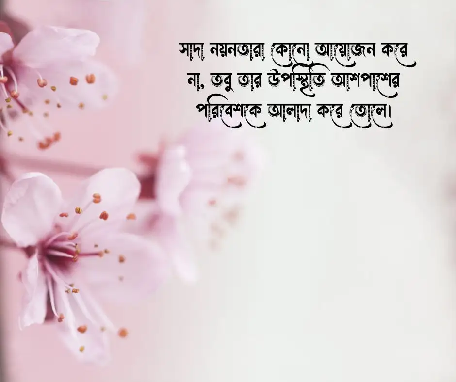 সাদা নয়নতারা ফুল নিয়ে ক্যাপশন