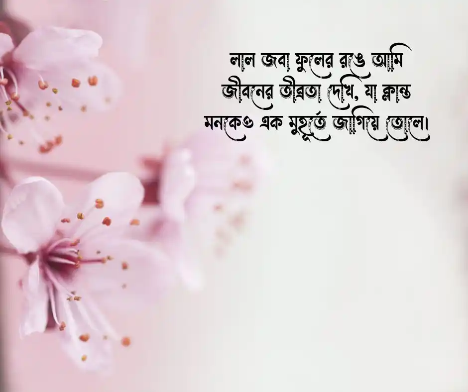 সাদা জবা ফুল নিয়ে ক্যাপশন