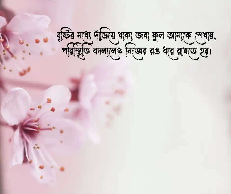 বৃষ্টি ভেজা জবা ফুল নিয়ে ক্যাপশন