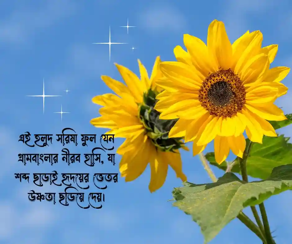 সরিষা ফুল নিয়ে ক্যাপশন  সরিষা ফুলের ক্যাপশন