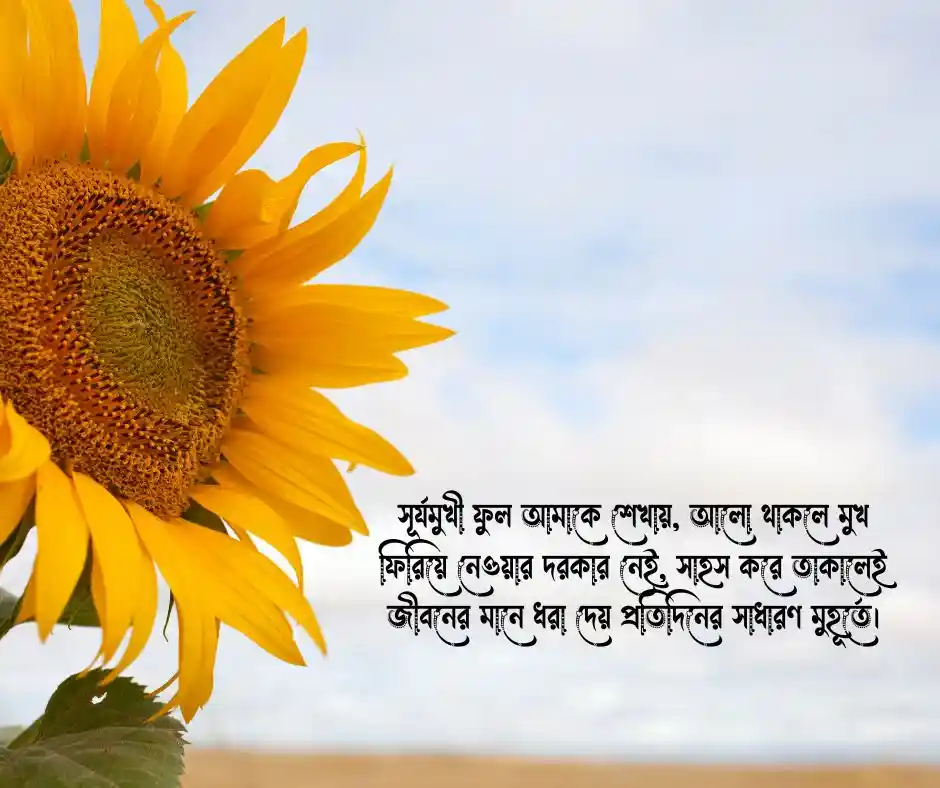 সূর্যমুখী ফুল নিয়ে ক্যাপশন