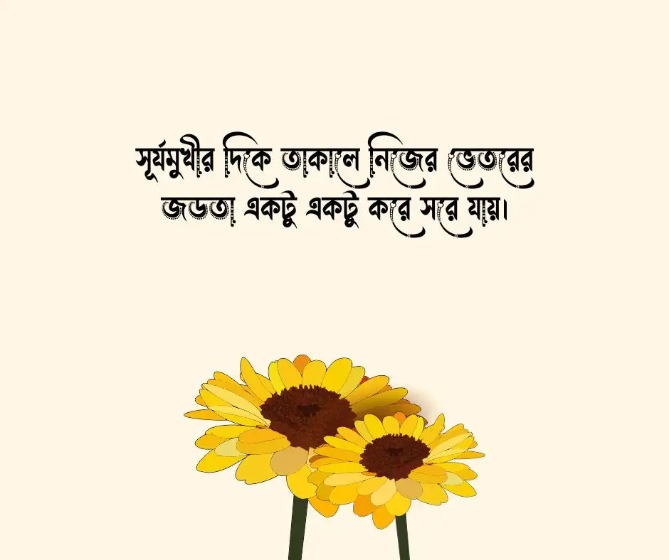 সূর্যমুখী ফুল নিয়ে স্ট্যাটাস