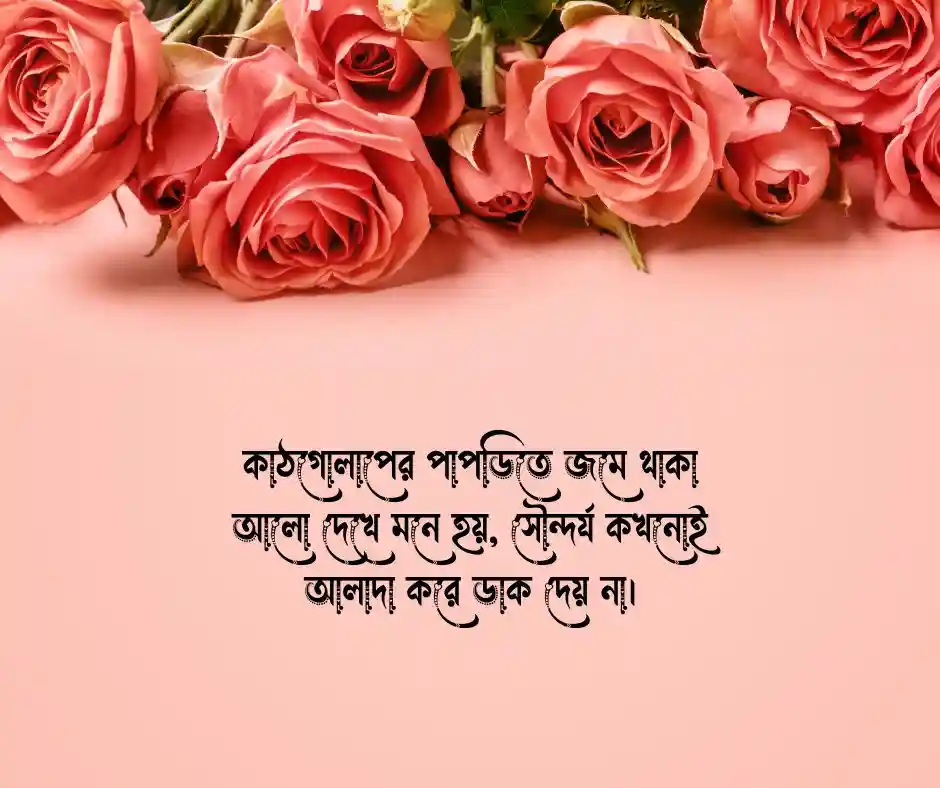 কাঠগোলাপ নিয়ে স্ট্যাটাস