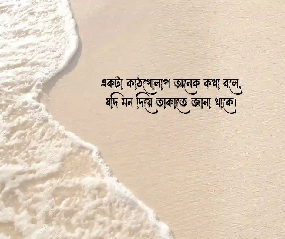কাঠগোলাপ নিয়ে ছোট ক্যাপশন