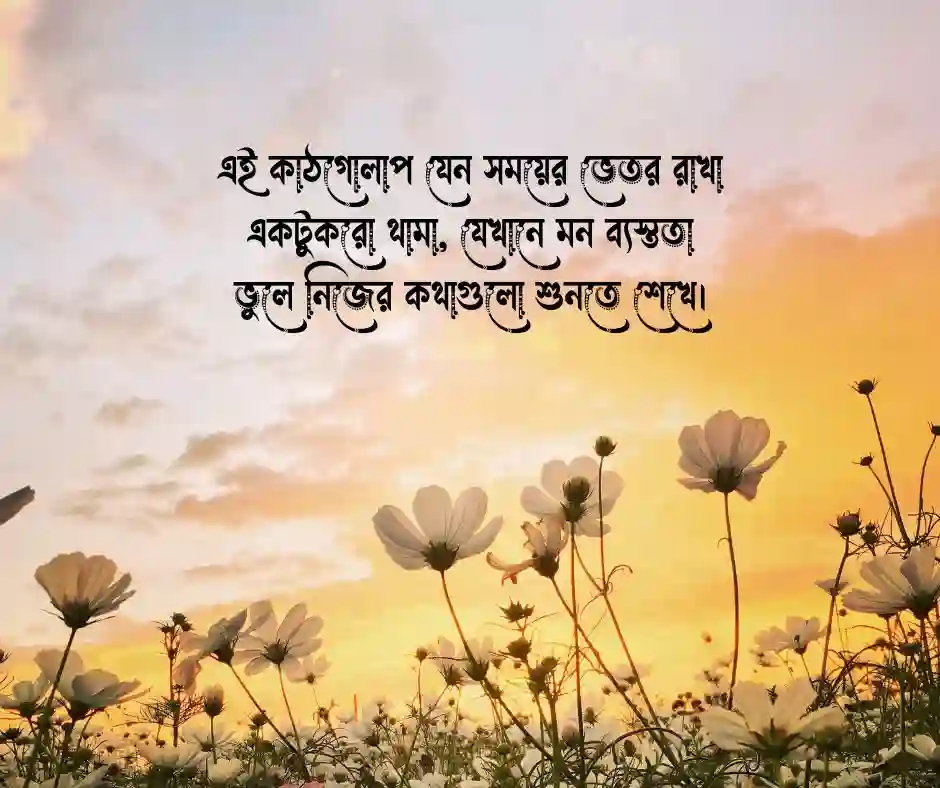কাঠগোলাপ ফুলের ছবি