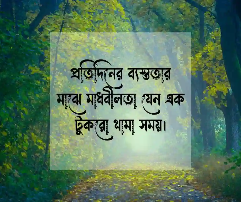 মাধবীলতা ফুল নিয়ে স্ট্যাটাস