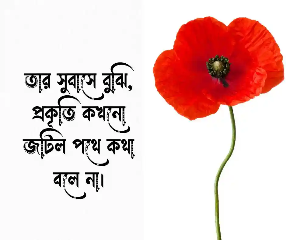 হাসনাহেনা ফুল নিয়ে উক্তি