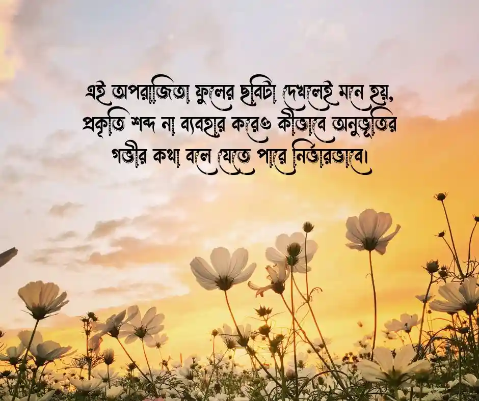 অপরাজিতা ফুলের ছবি