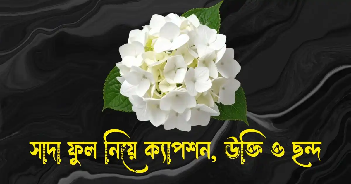 সাদা ফুল নিয়ে ক্যাপশন, উক্তি, ছন্দ ও কবিতা