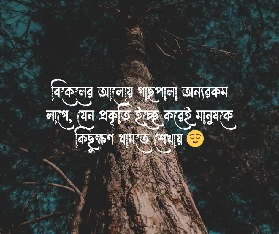 বিকেলের প্রকৃতি নিয়ে ক্যাপশন